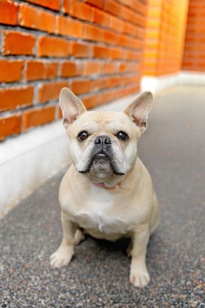 Light tan French bulldog sitting on gravel near an orange brick wall looking at the camera.