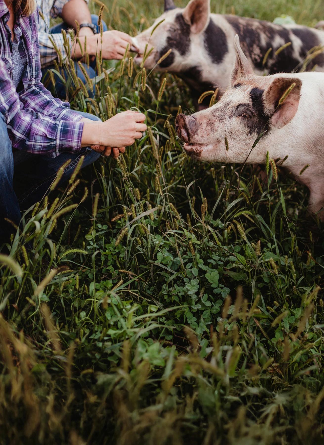 Zwei Schweine in einem grasbewachsenen Feld werden von zwei Personen in karierten Hemden gefüttert.