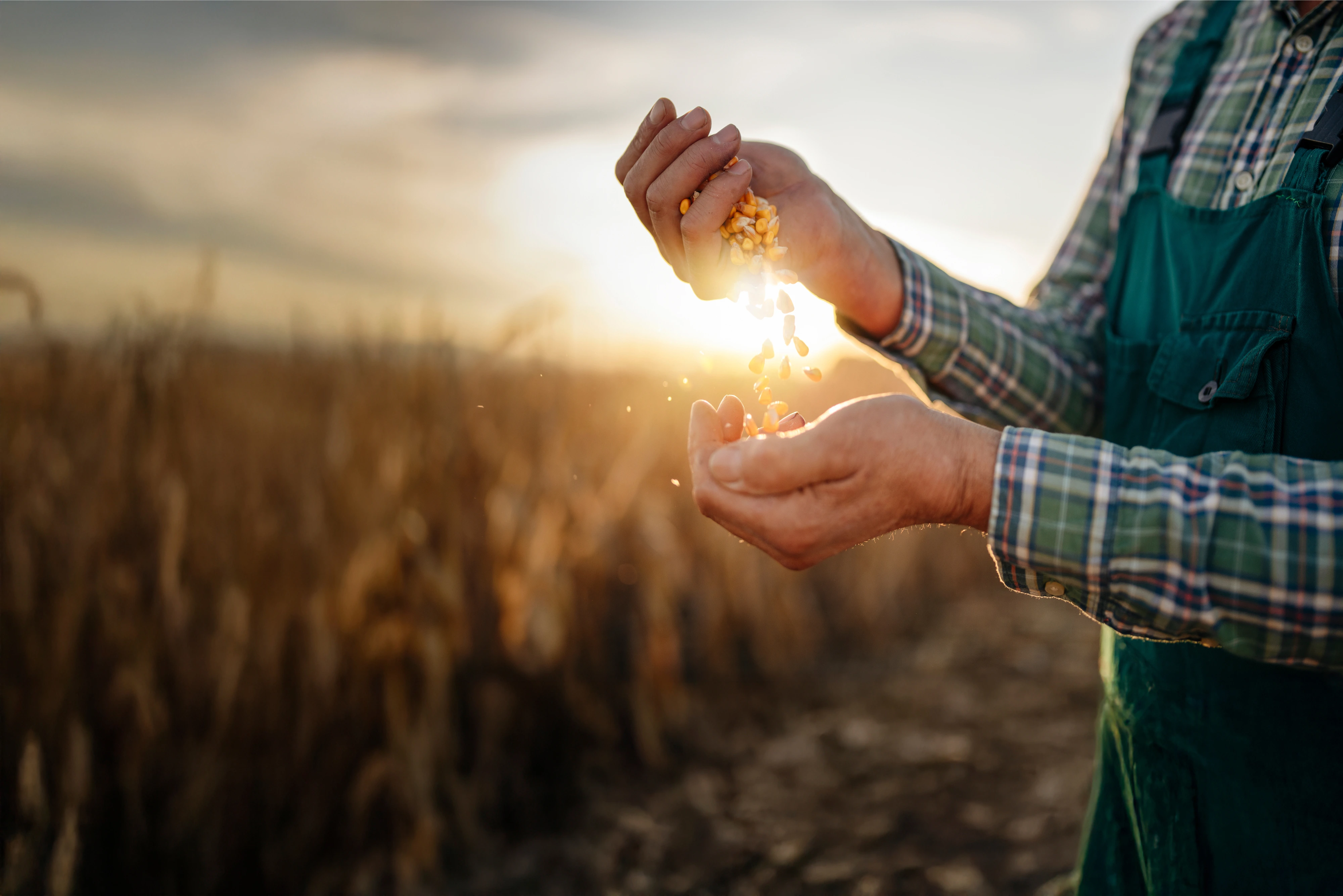 Landwirt lässt bei Sonnenuntergang Maiskörner durch die Hände auf einem Feld rieseln.
