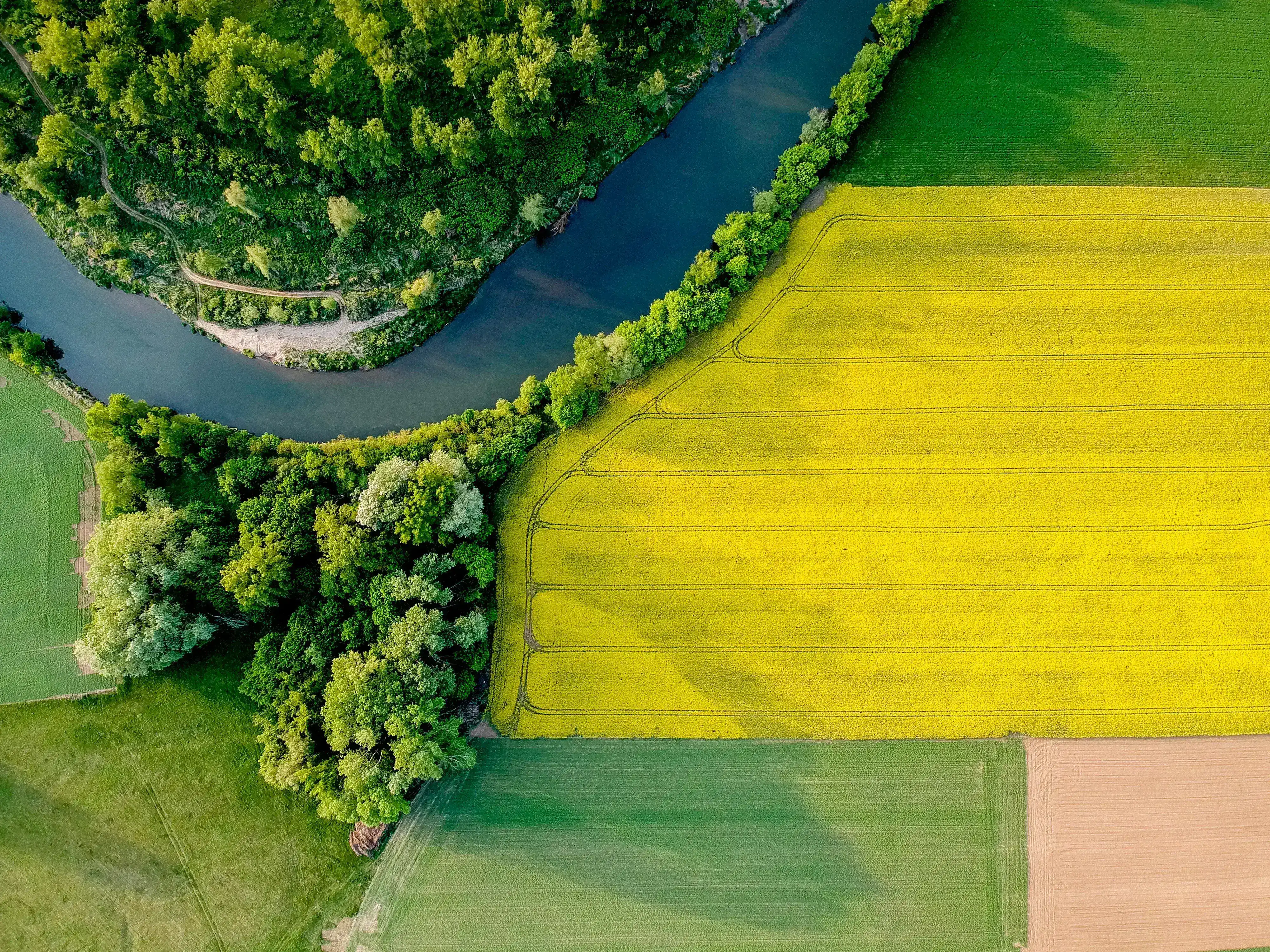 Luftaufnahme eines Flusses, der durch grüne und gelbe Felder mit Bäumen fließt.