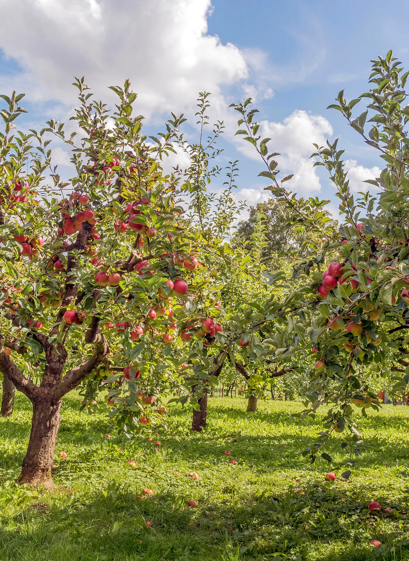 Apfelbäume mit roten Äpfeln auf einem grünen Obstgarten unter bewölktem Himmel.