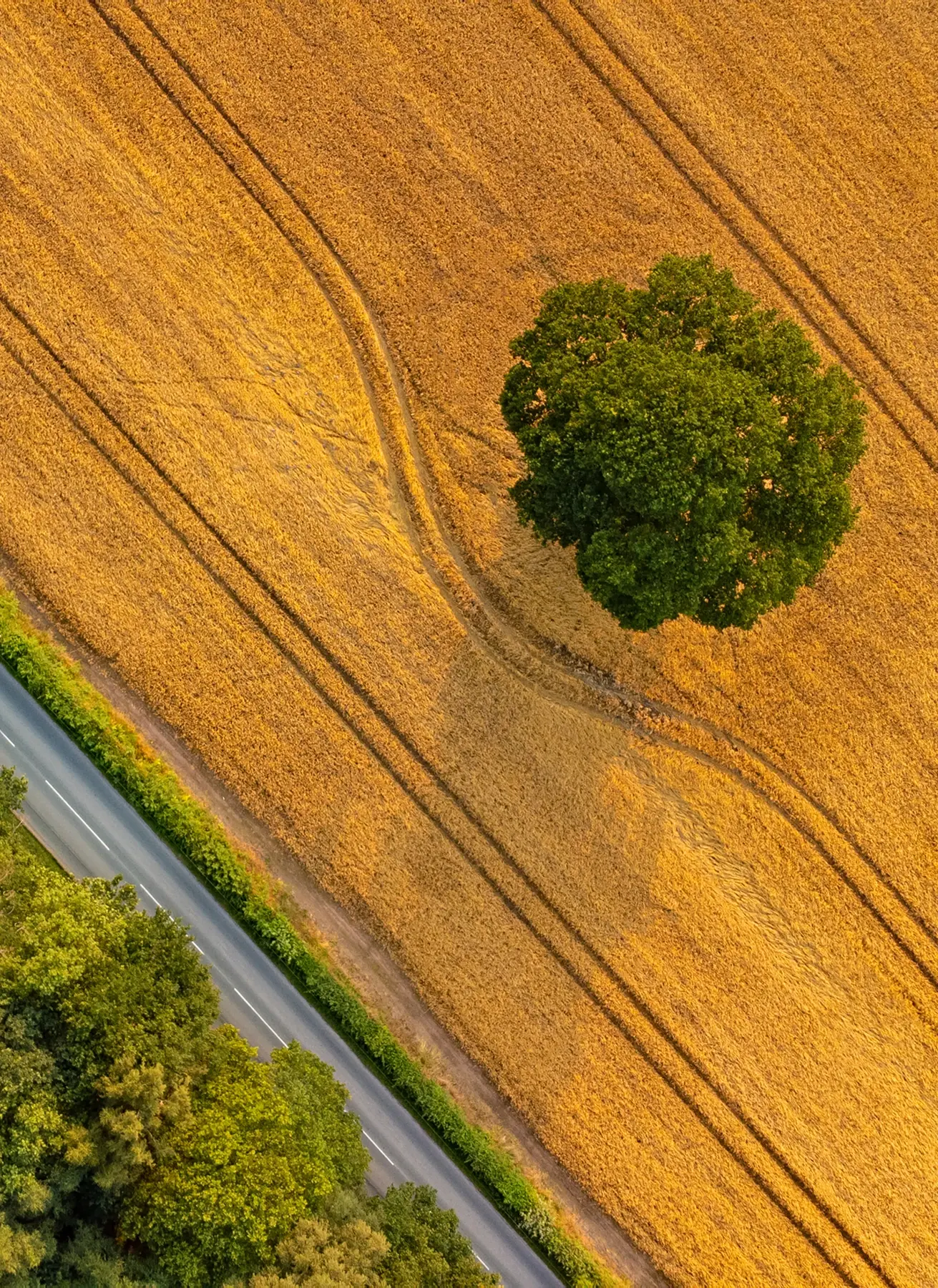 Luftaufnahme eines goldenen Getreidefelds mit einem großen grünen Baum und einer Straße mit Bäumen am Feldrand.
