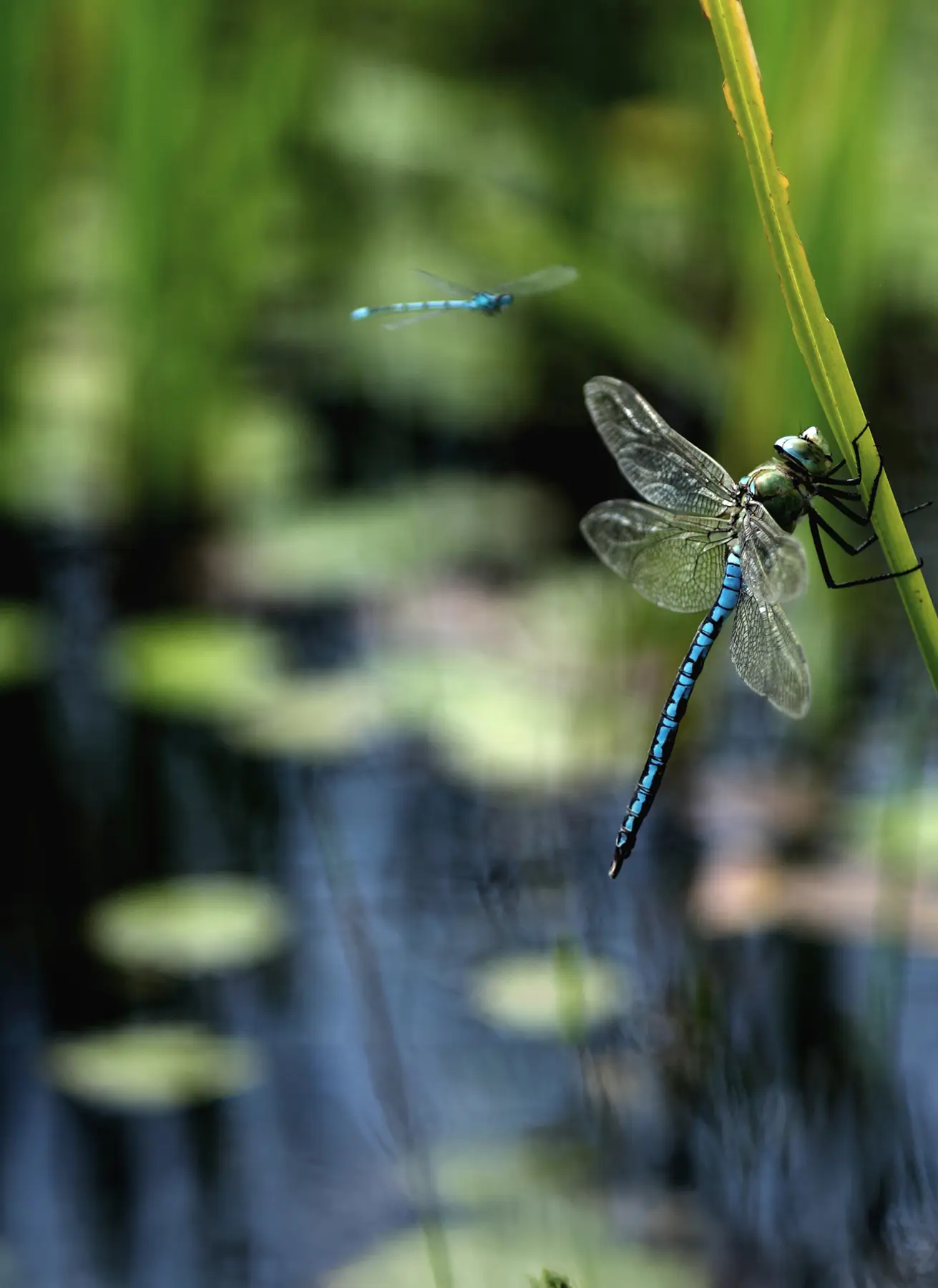 Blaue Libelle mit transparenten Flügeln sitzt auf einem grünen Schilfblatt am Ufer eines Teichs mit Seerosen.