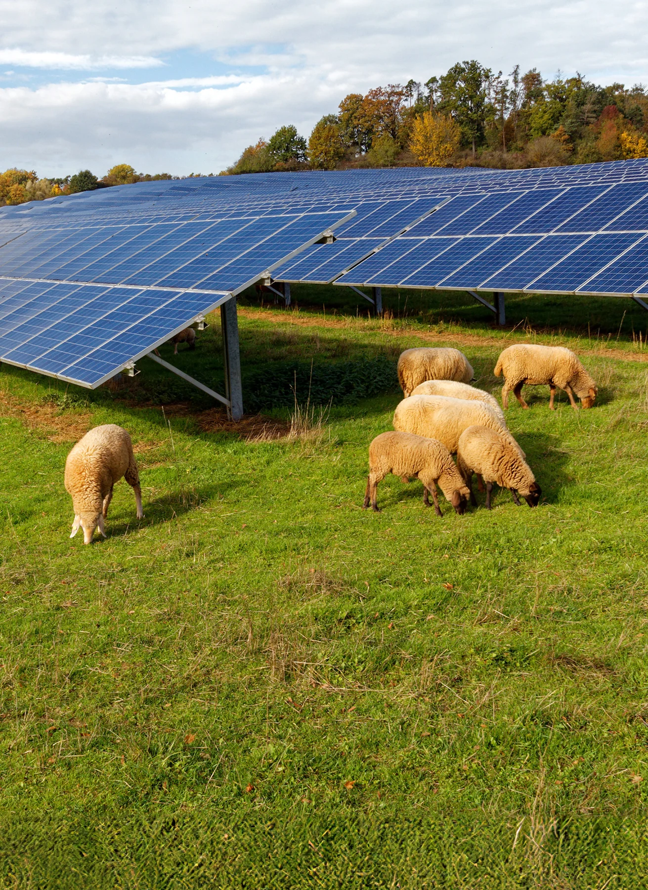 Schafe weiden auf einer grünen Wiese unter einer großen Anlage von Solarmodulen an einem sonnigen Tag.