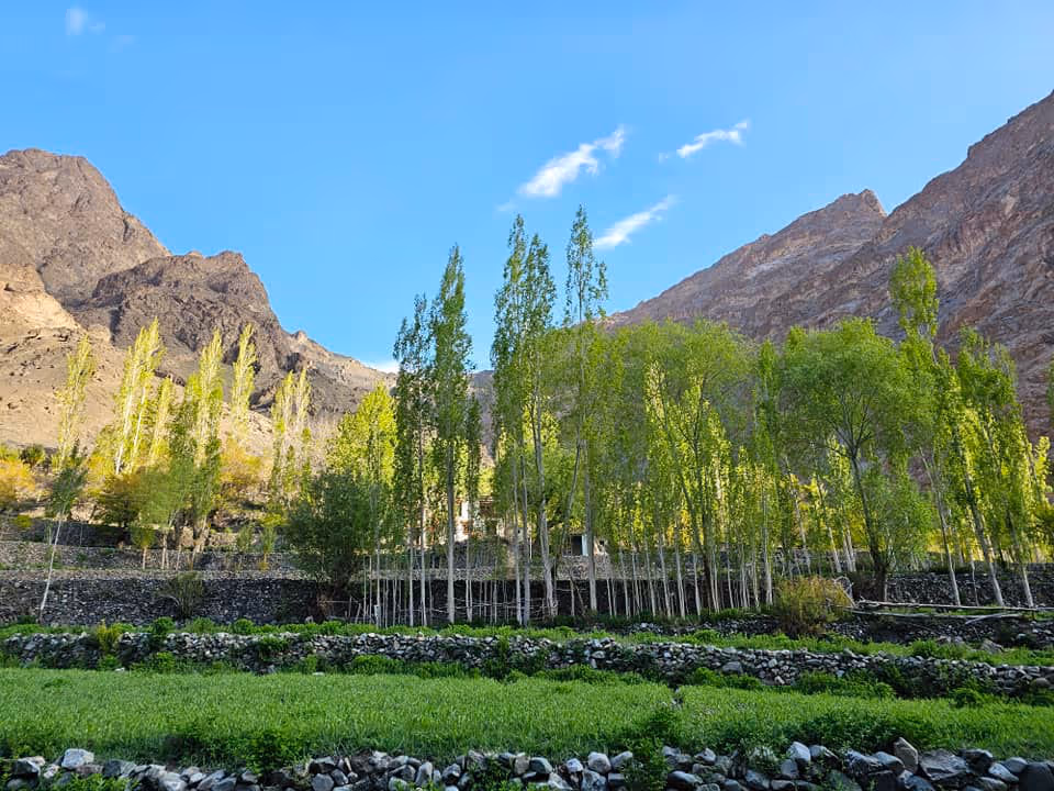 Cây liễu ở làng Tar, ảnh chụp tháng 6/2023, trong chuyến VTS Ladakh II