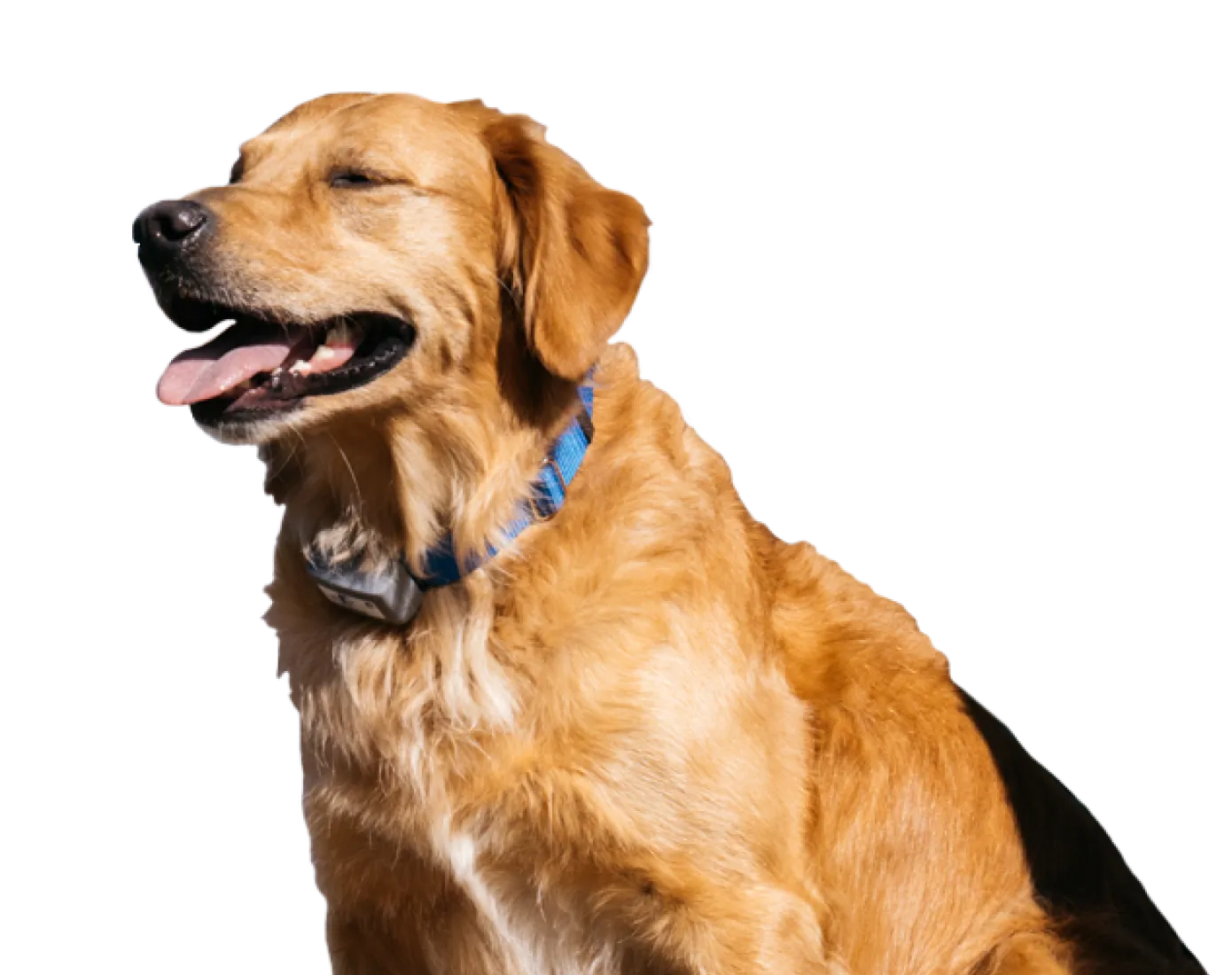 Happy golden retriever