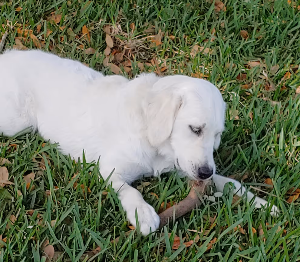 Dog chewing toy in grass