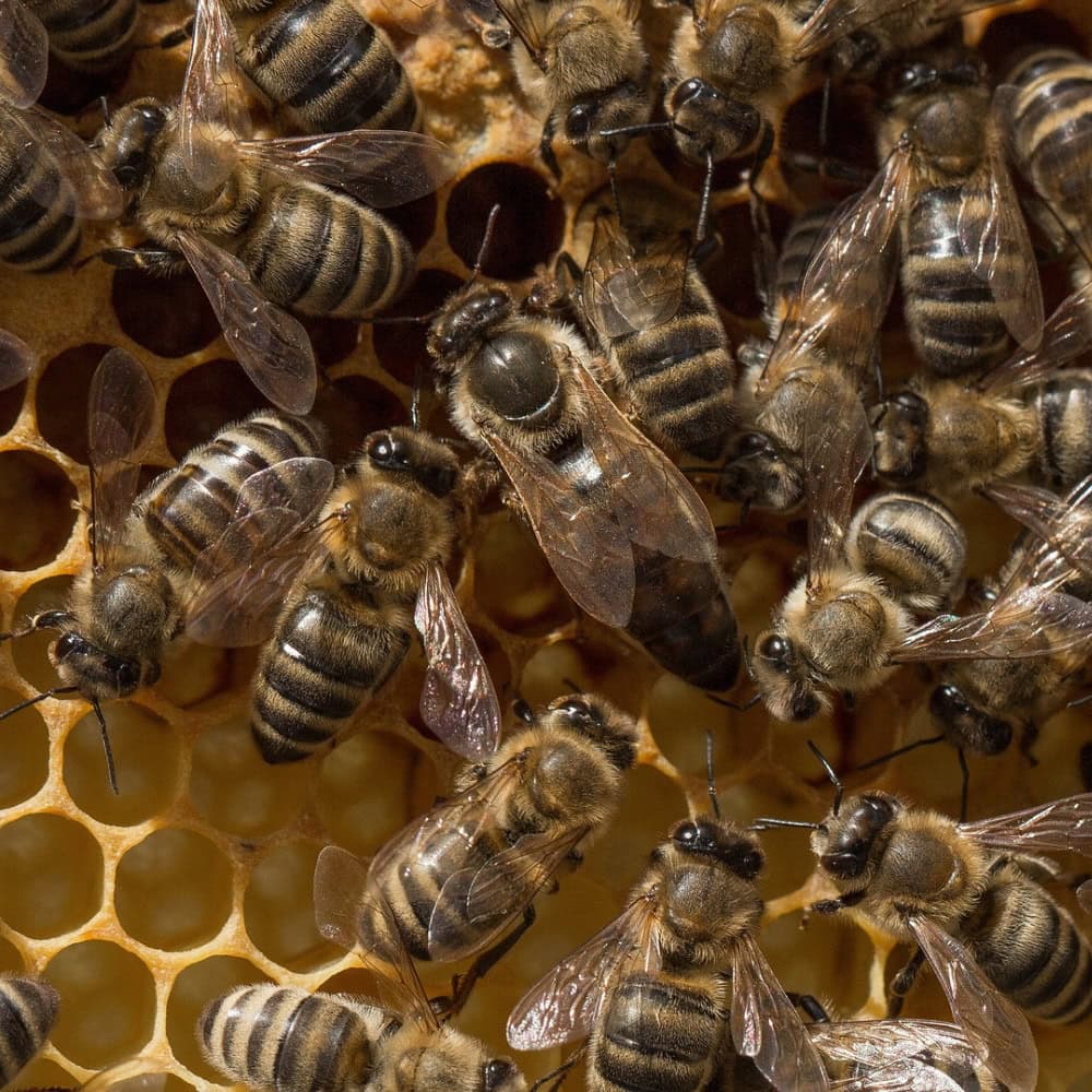 queen bee naming competition