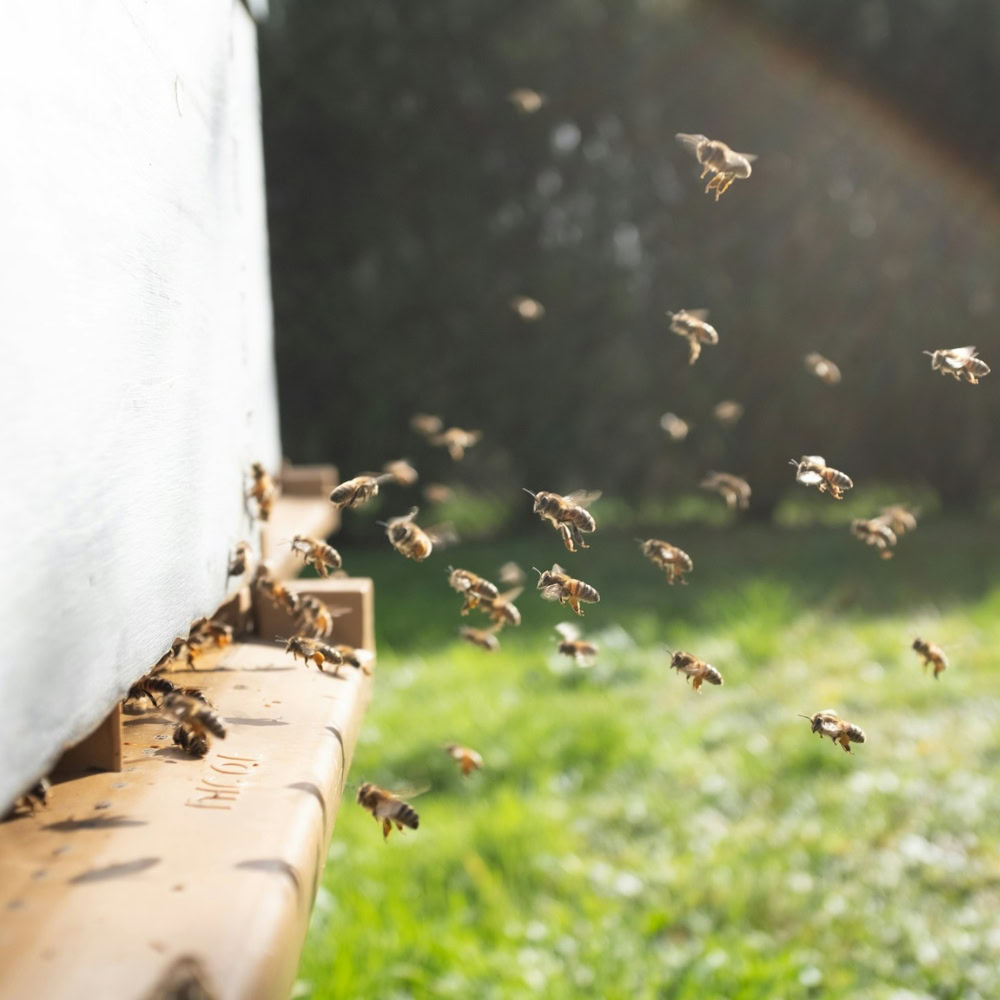 about our payroll services team