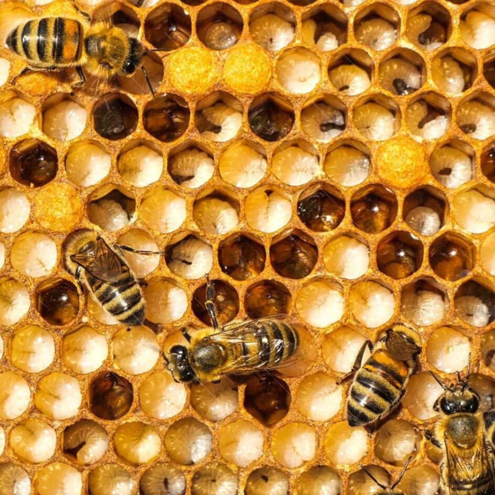 our background in payroll services