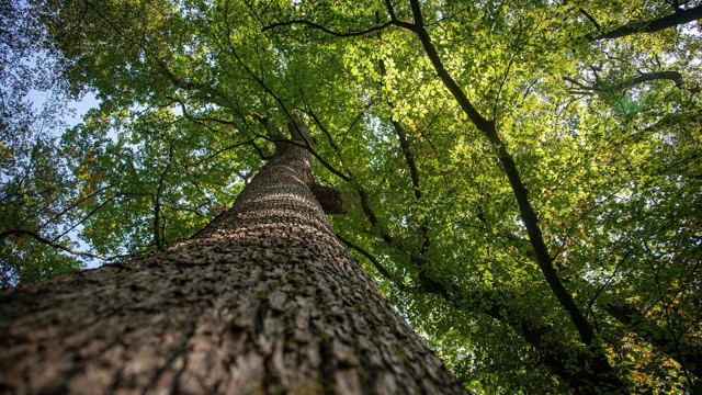 Dara, a 350-year-old French oak