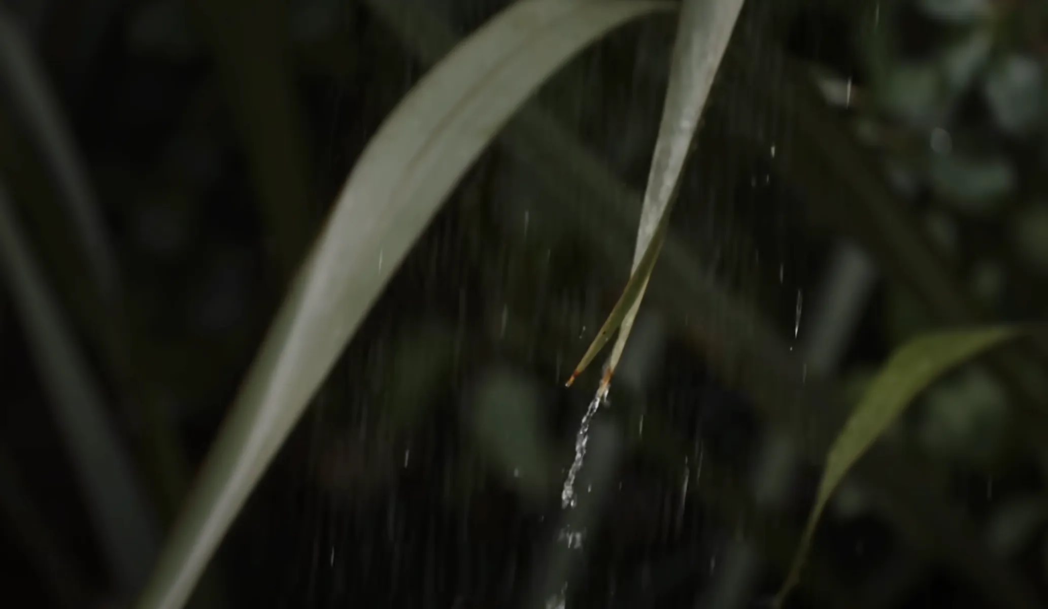 Water droplets falling from the tip of two narrow green leaves against a dark blurred background.