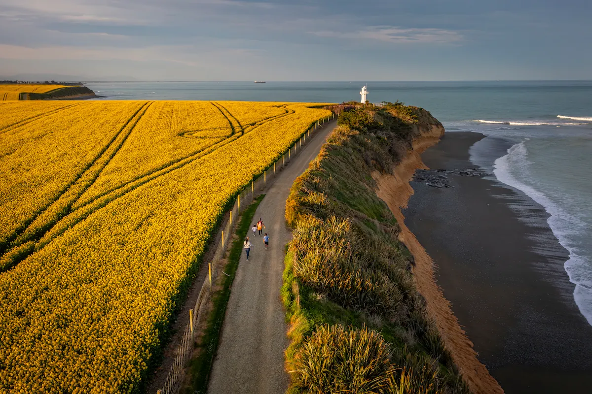 Three people walking on a path between a yellow flower field and a cliff overlooking a dark sandy beach with ocean waves.