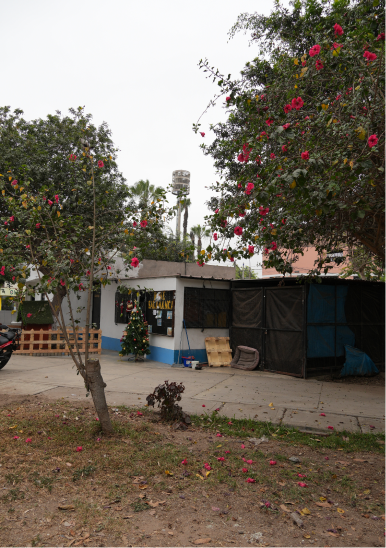 Pequeña construcción blanca con base azul, adornada con un árbol de Navidad y rodeada de árboles con flores rojas en un parque.