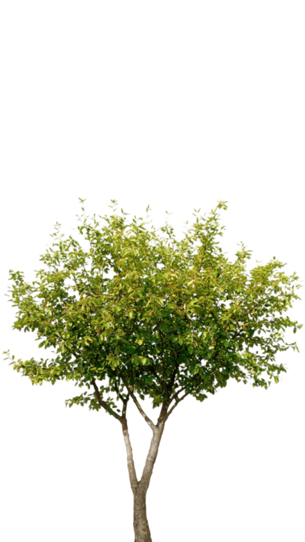 Árbol