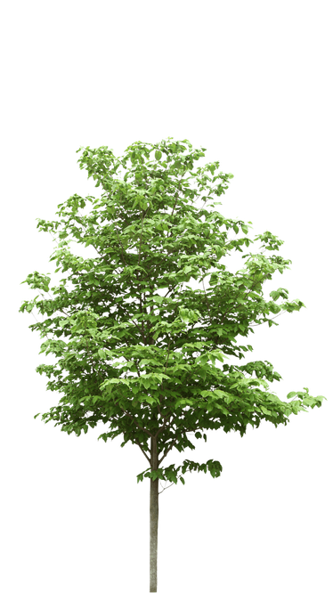 Árbol