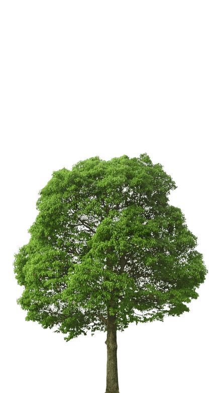 Árbol