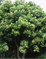 Ceiba