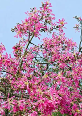 Ceiba