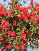 Ceiba
