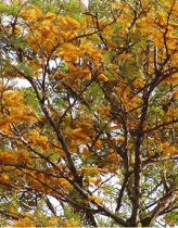 Ceiba