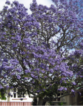 Ceiba