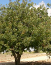Ceiba