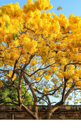 Ceiba