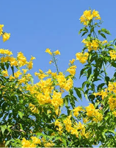 Ceiba