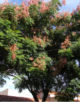 Ceiba