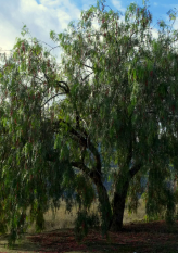 Ceiba