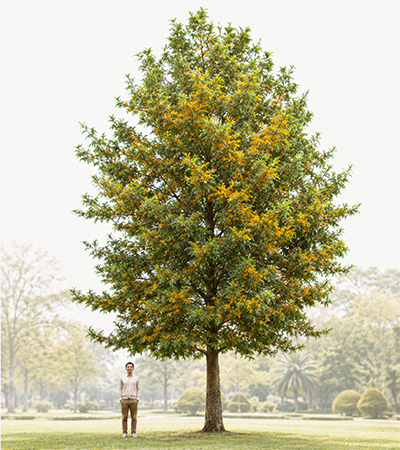 Ceiba Speciosa