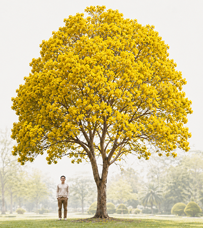 Ceiba Speciosa