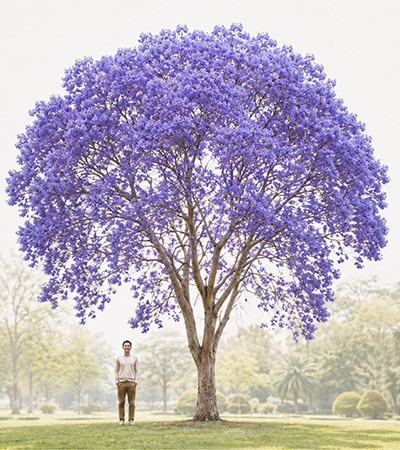 Ceiba Speciosa