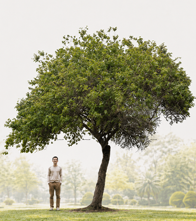 Ceiba Speciosa