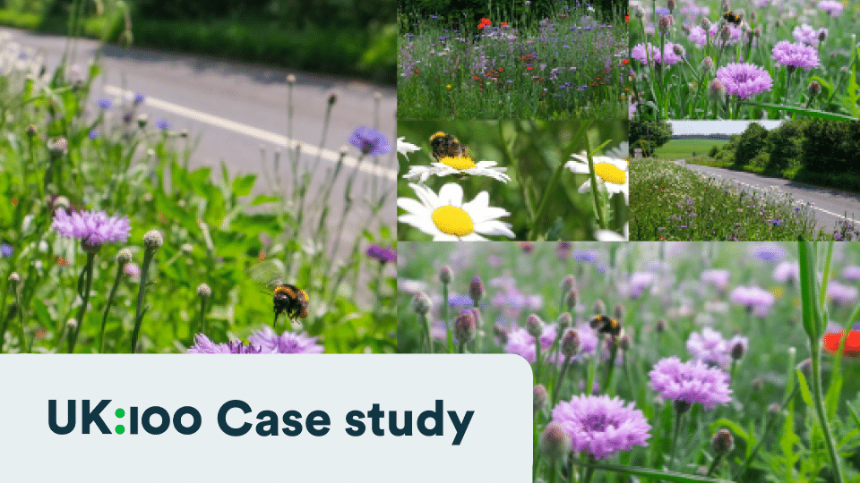 Wildflower meadow with bees on purple and white flowers near roadside