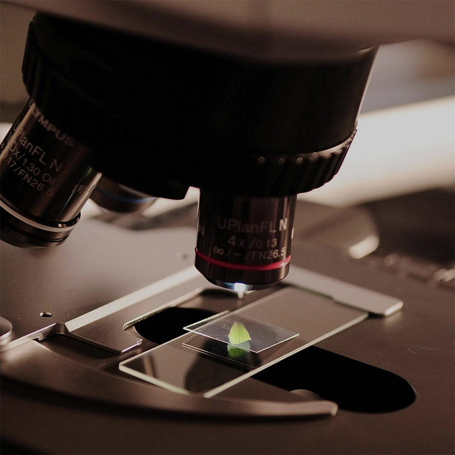 Close-up of a microscope focusing on a small green leaf sample on a glass slide.