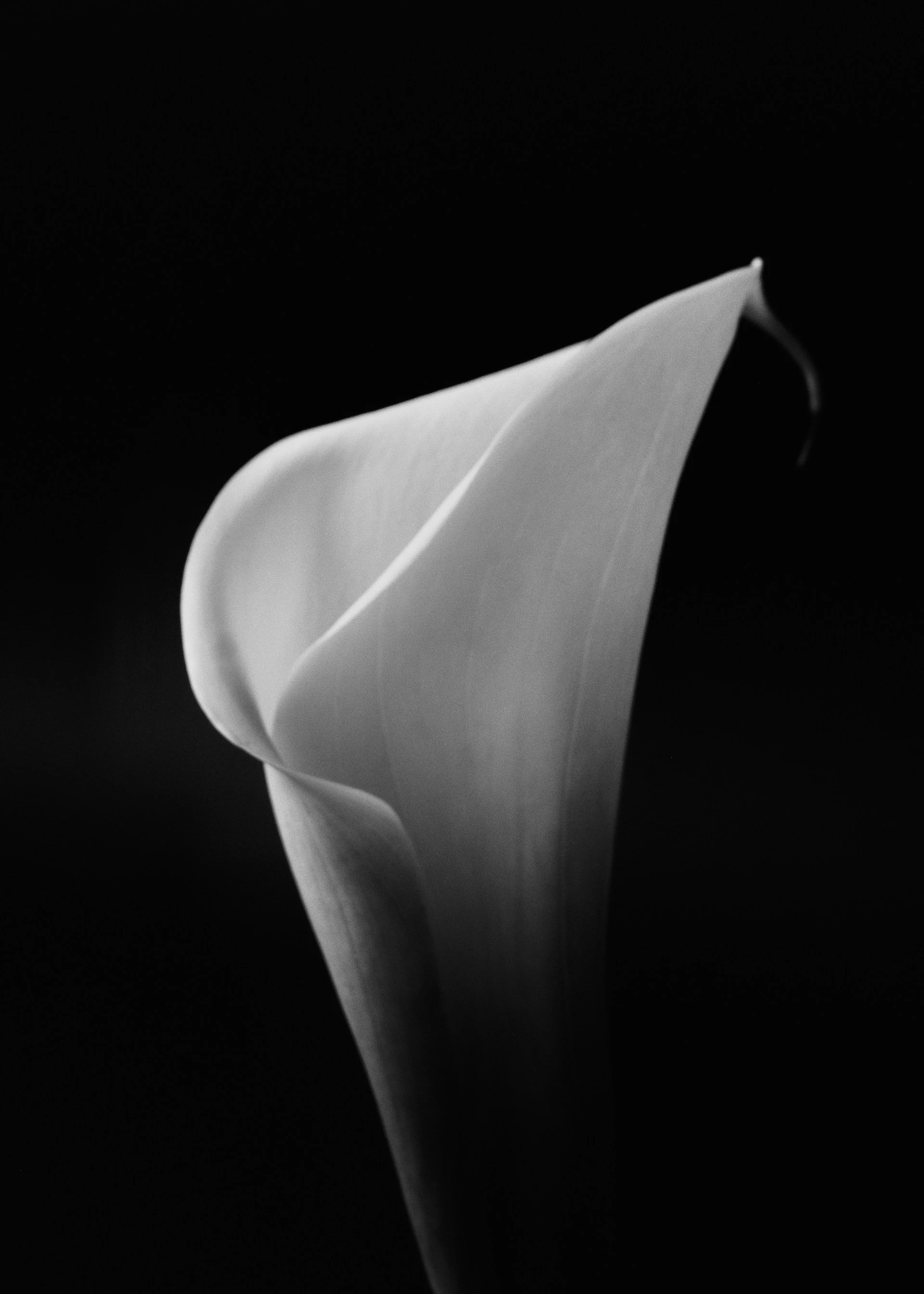 Camelia