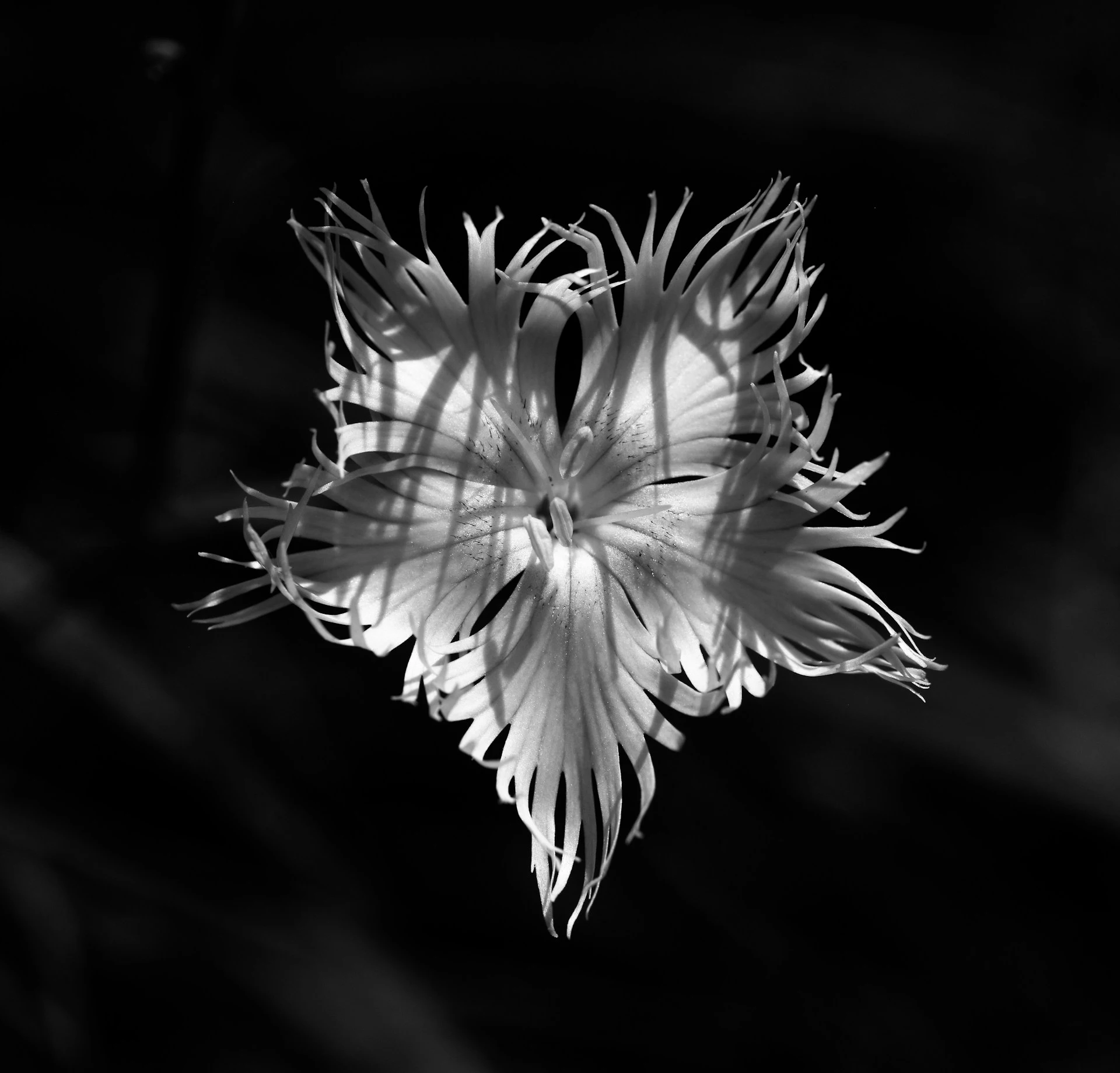 Camelia