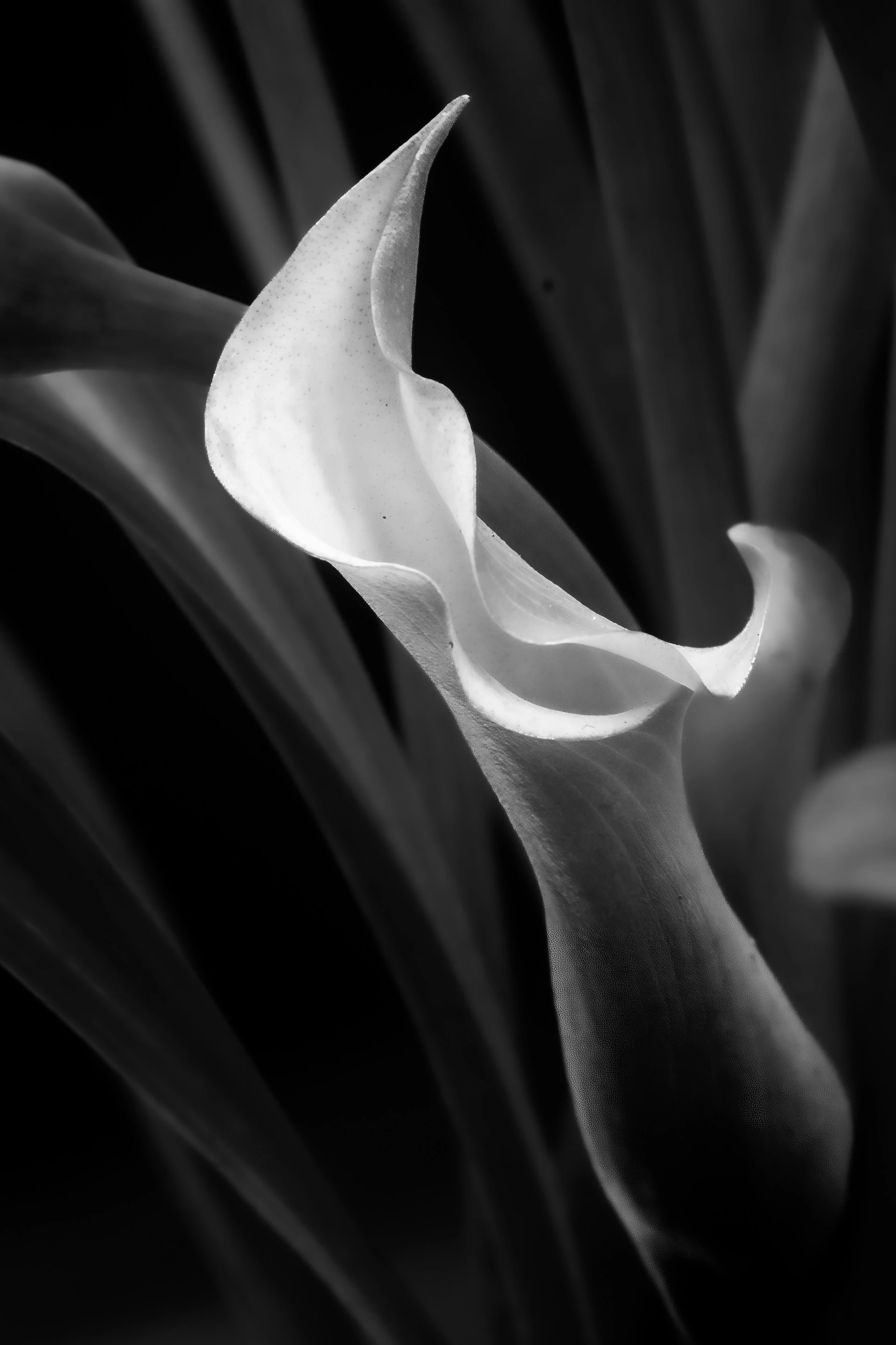 Camelia