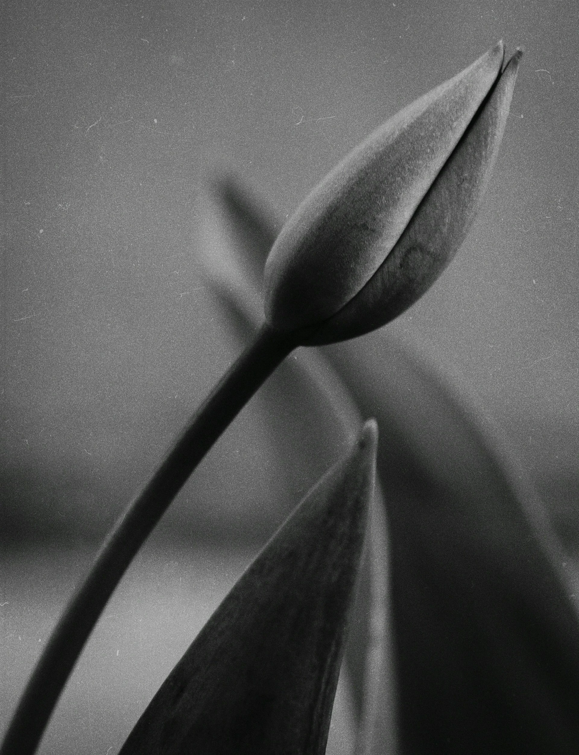 Camelia