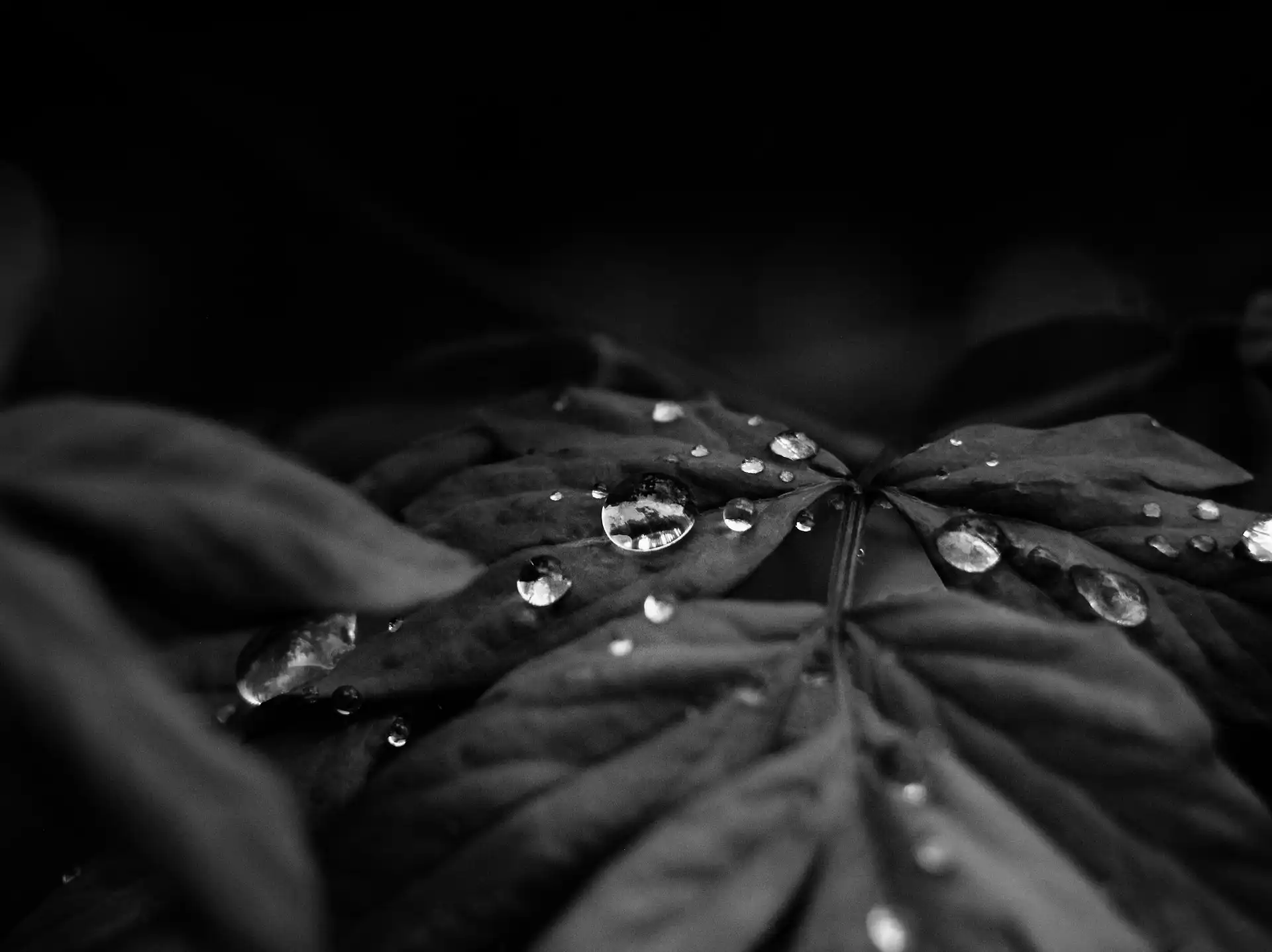 Camelia