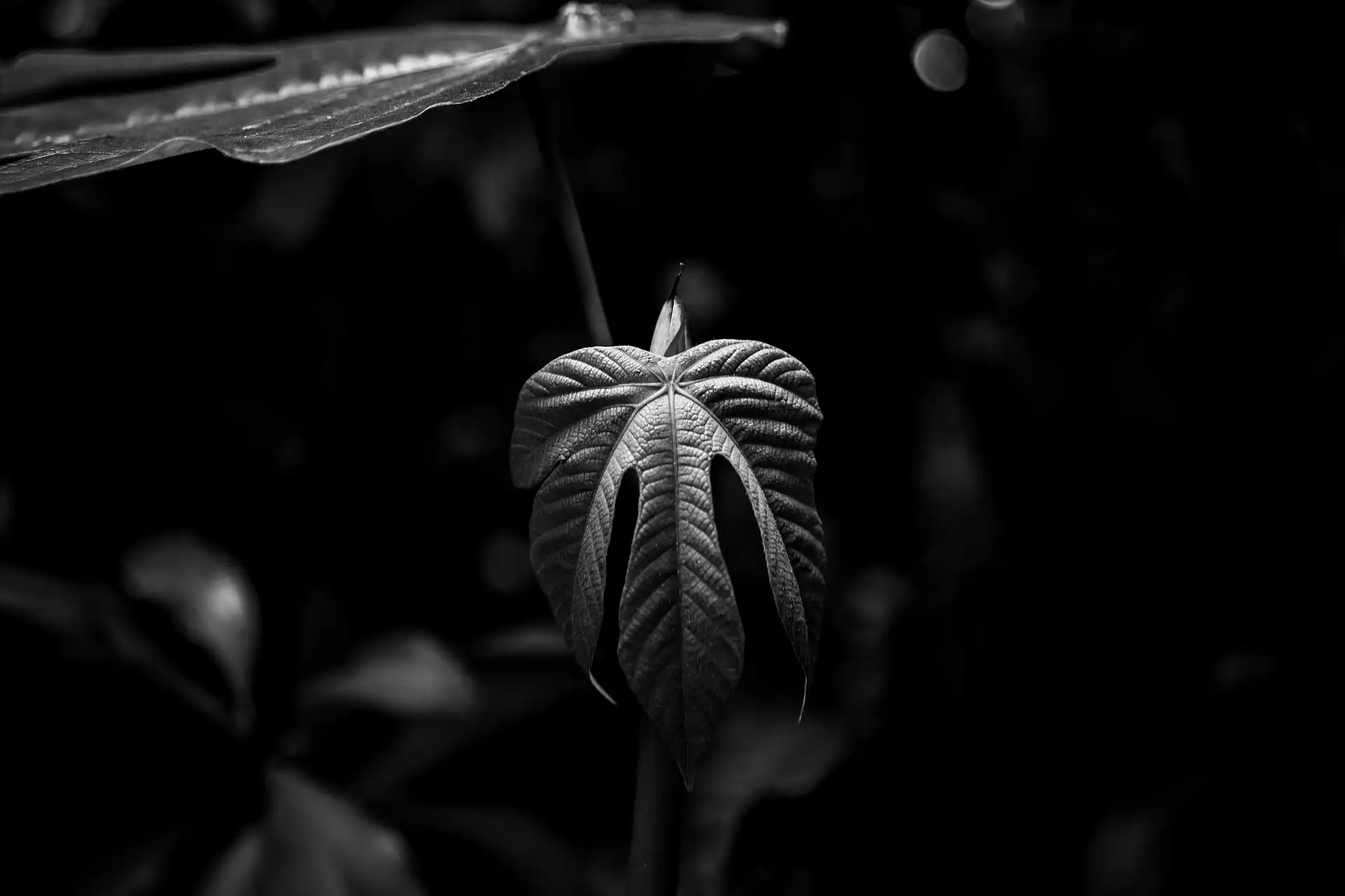 Camelia