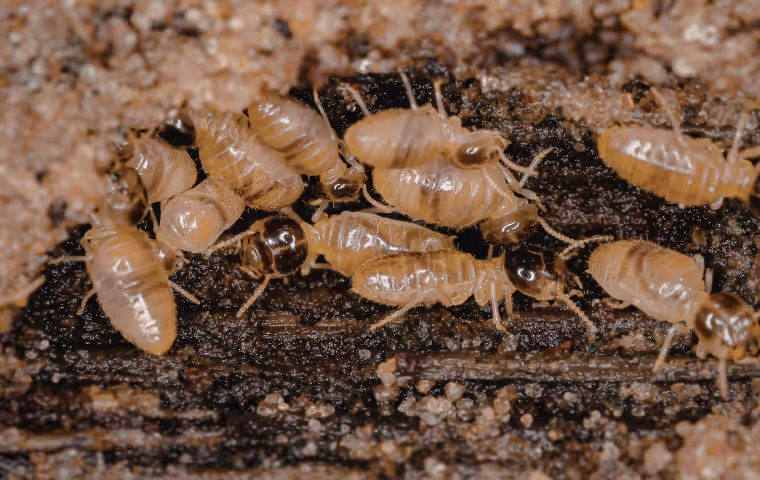 termites eating wood
