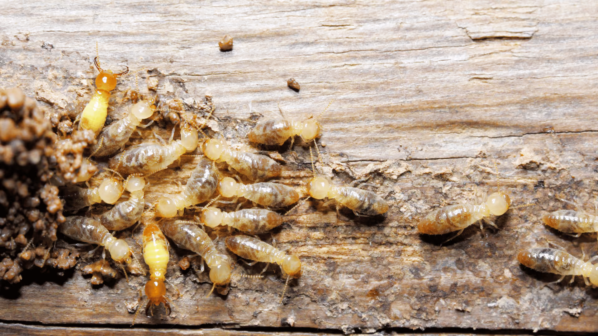 termites eating wood