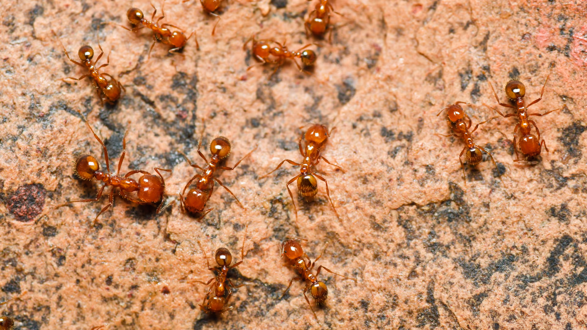 fire ants in florida