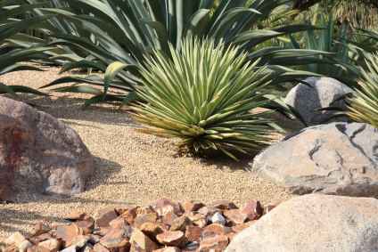 Native Texas Landscape Design for Sustainable Gardens