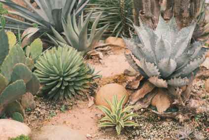 desert style landscape
