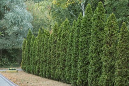 evergreen bushes