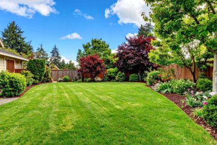 backyard landscape 